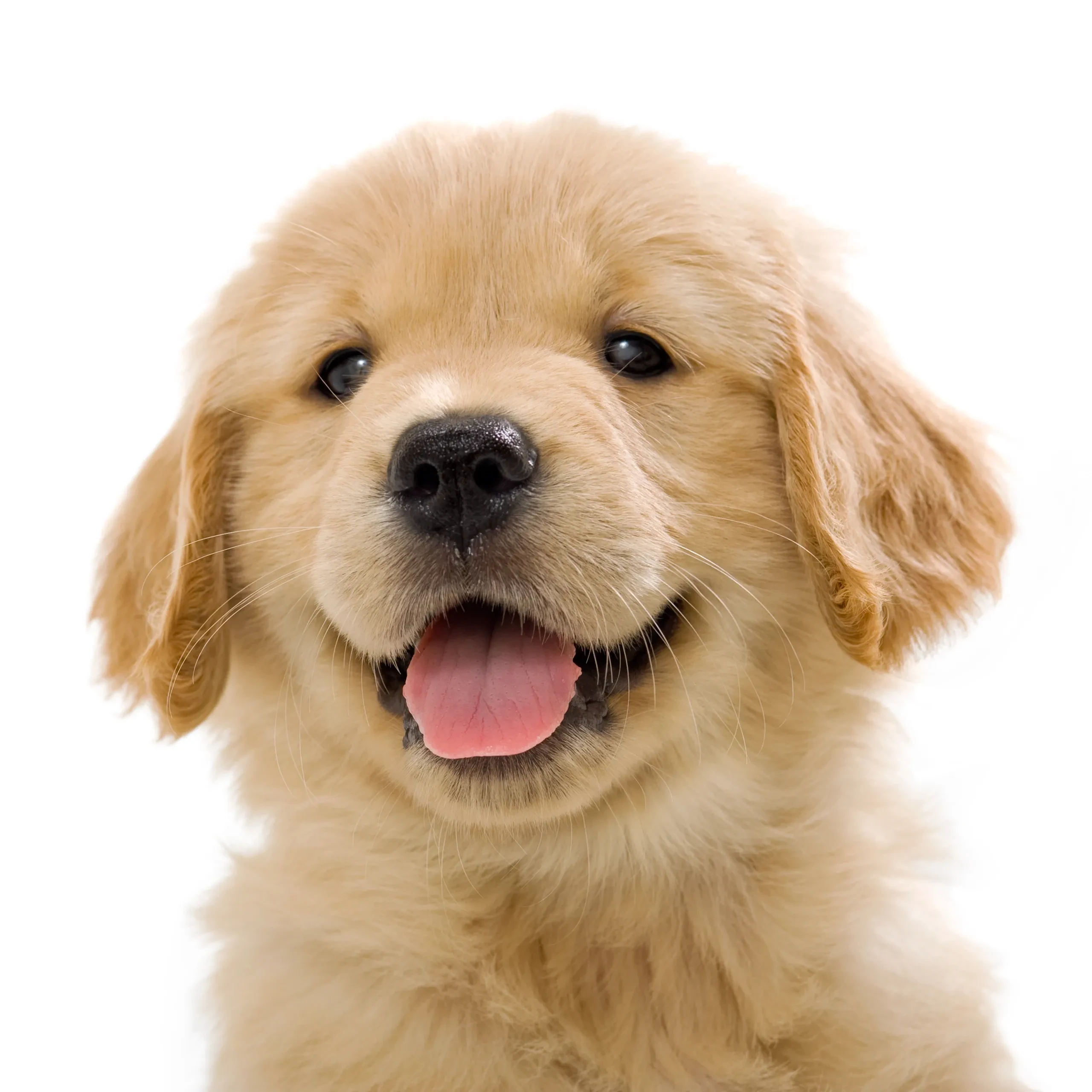 Golden retriever — Legacy Limousine is pet friendly
